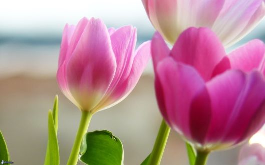 tulipani_8